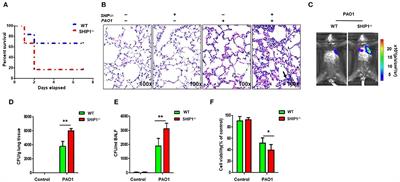 SHIP-1 Regulates Phagocytosis and M2 Polarization Through the PI3K/Akt–STAT5–Trib1 Circuit in Pseudomonas aeruginosa Infection